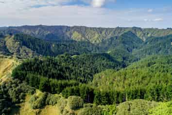  Tangahoe Valley Forest, Hawera