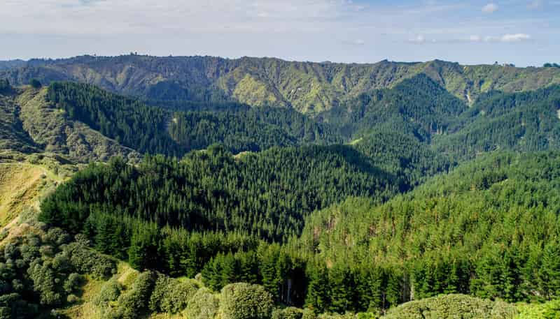  Tangahoe Valley Forest, Hawera