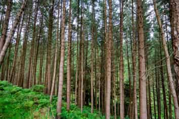  Tangahoe Valley Forest, Hawera