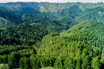 Tangahoe Valley Forest, Hawera