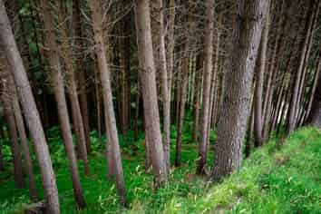 Tangahoe Valley Forest, Hawera