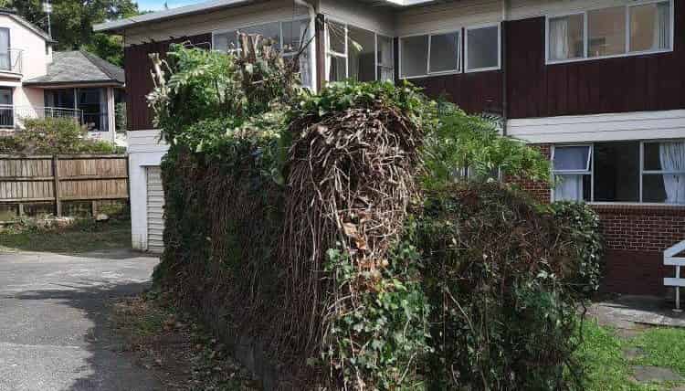 49B Kohimarama Road, Kohimarama