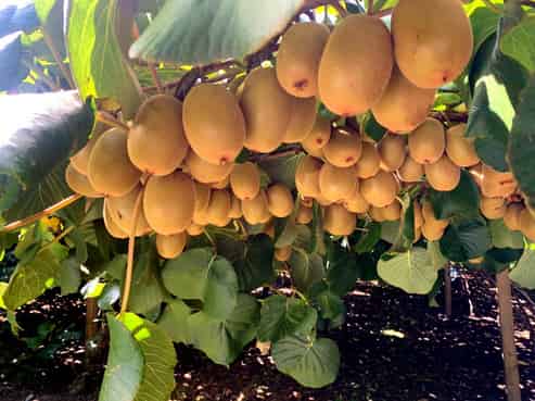 109 Springfield Road, Taradale