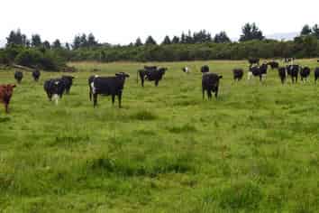 1861 Whataroa Highway, Whataroa