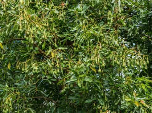 49 Lindemann Road, Katikati