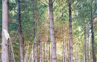 780 Mcivor Road, Rotoma