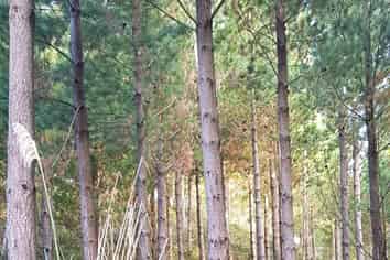 780 Mcivor Road, Rotoma