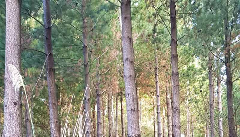 780 Mcivor Road, Rotoma