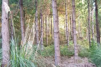 780 Mcivor Road, Rotoma