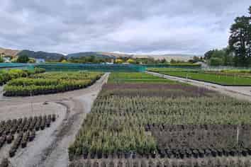Invest Now - Nursery Opportunity in Manawatu