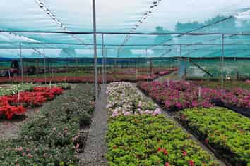 Invest Now - Nursery Opportunity in Manawatu