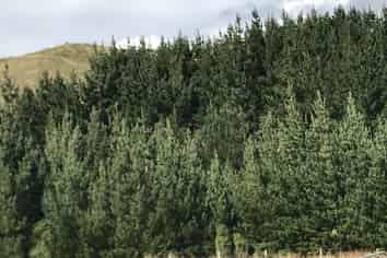 487 Whangamata Road, Kinloch