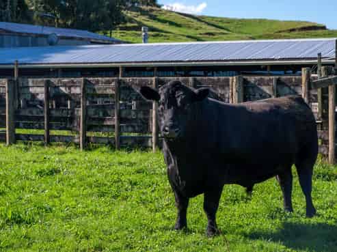 250 Endean Road, Ngongotaha