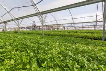 A growing investment and lifestyle