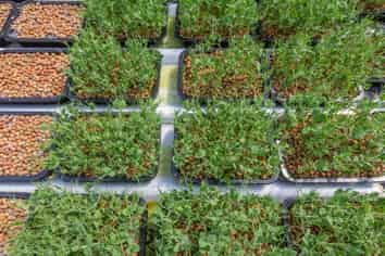 A growing investment and lifestyle