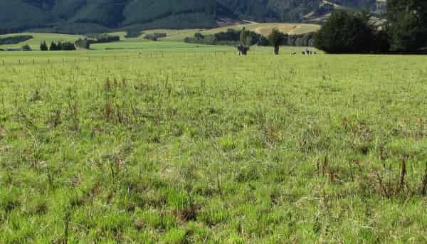 274 Sheddan Road, Tapanui