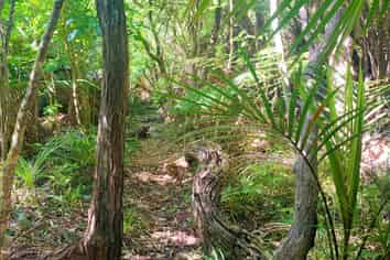 169 Shoal Bay Road, Great Barrier Island