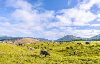 313 Te Wera Road, Matawai