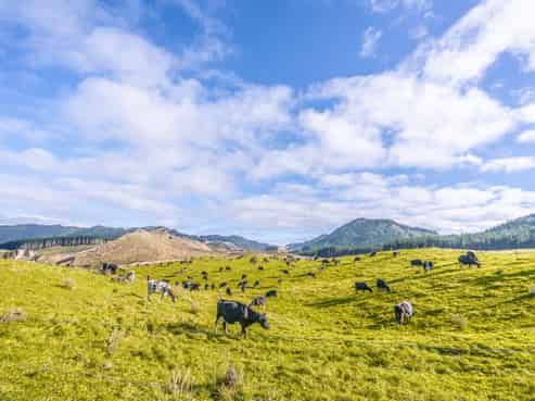 313 Te Wera Road, Matawai