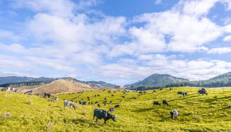 313 Te Wera Road, Matawai