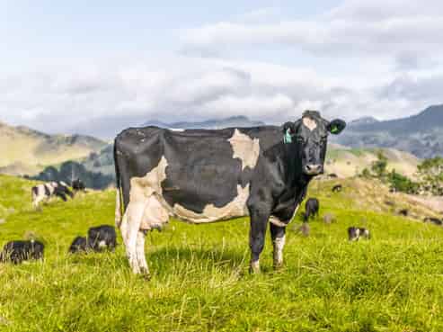 313 Te Wera Road, Matawai