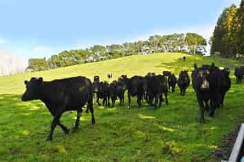 210 Staniforth Road, Wellsford