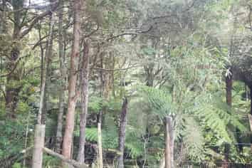 678 Gorge Road, Maungaturoto