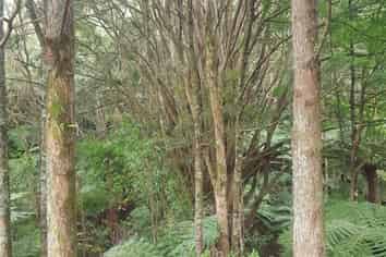 678 Gorge Road, Maungaturoto