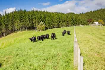 923 Lot 3, Puketona Road, Kerikeri