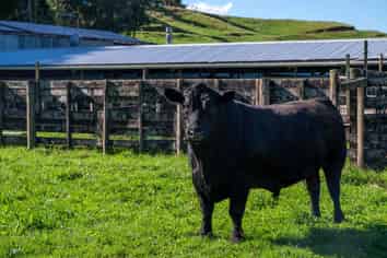 250 Endean Road, Ngongotaha