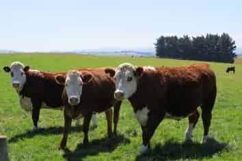 150 Tramway Road, Winton Surrounds