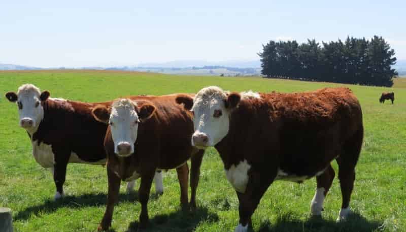 150 Tramway Road, Winton Surrounds