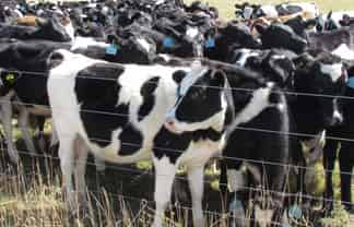 284 Waimakariri Gorge Road, 