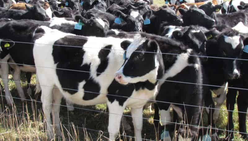 284 Waimakariri Gorge Road, 