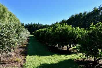 129 Oparara Road: Bakers Creek Orchard, Karamea