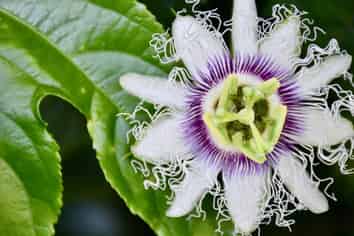 129 Oparara Road: Bakers Creek Orchard, Karamea