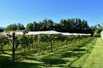 129 Oparara Road: Bakers Creek Orchard, Karamea