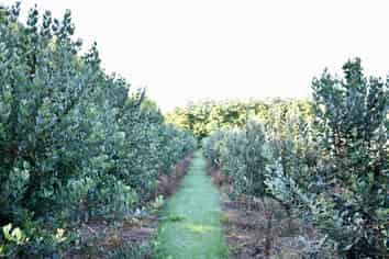 129 Oparara Road: Bakers Creek Orchard, Karamea