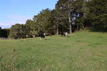 468 Mangamuka Road, Mangamuka