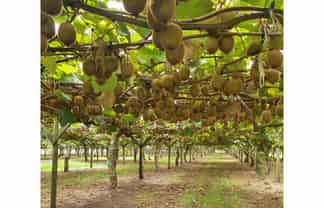 Auckland - Address withheld