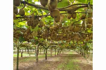 Auckland - Address withheld