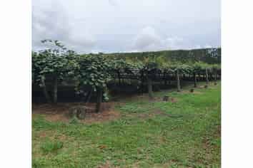 Auckland - Address withheld