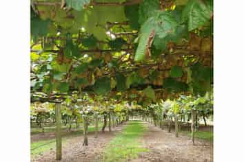 Auckland - Address withheld