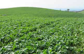 43 Murray Road, Oamaru