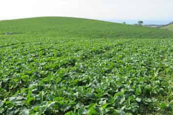 43 Murray Road, Oamaru