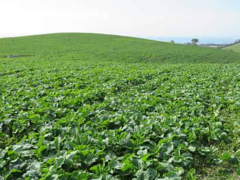 43 Murray Road, Pukeuri