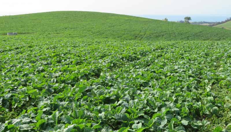 43 Murray Road, Oamaru