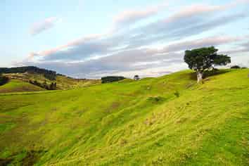 203 wayby station road, Wellsford