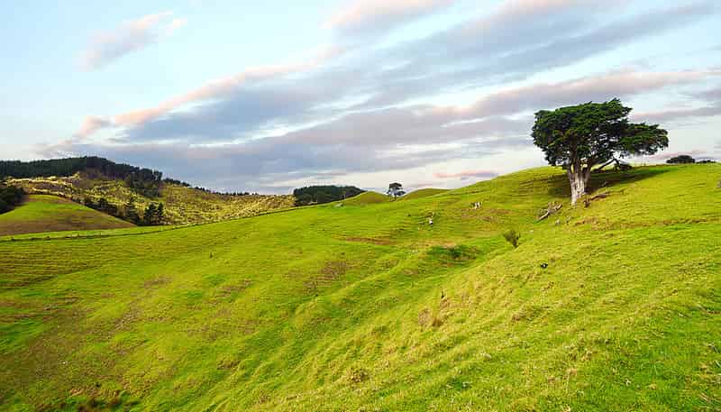 203 wayby station road, Wellsford