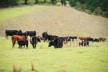 203 wayby station road, Wellsford